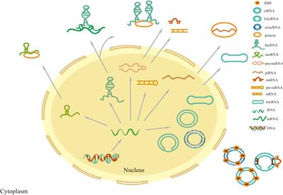 Expression and molecular regulation of non-coding RNAs in HPV-positive head and neck squamous cell carcinoma